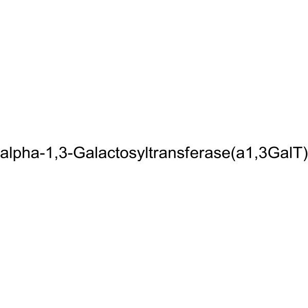 alpha-1,3-Galactosyltransferase (a1,3GalT) (GGTA1) 128449-51-4